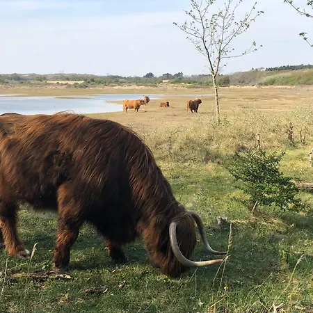 Eco Duin- Unieke Locatie -strand, Duin En Nabij Cultuursteden *
