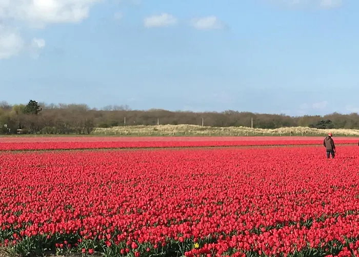 Eco Duin- Unieke Locatie -strand, Duin En Nabij Cultuursteden 度假居