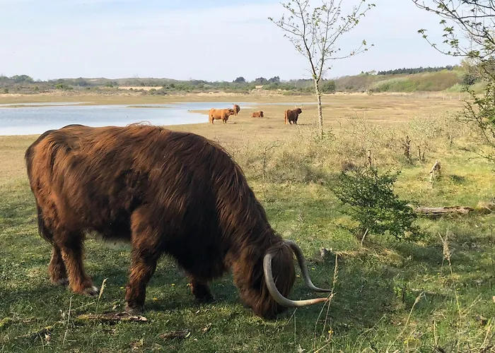 Eco Duin- Unieke Locatie -strand, Duin En Nabij Cultuursteden *